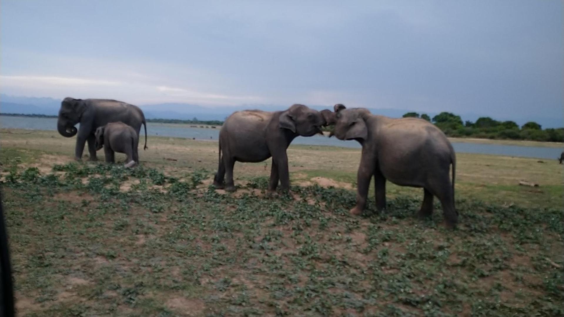 Udawalawa Safari Resort Udawalawe Dış mekan fotoğraf