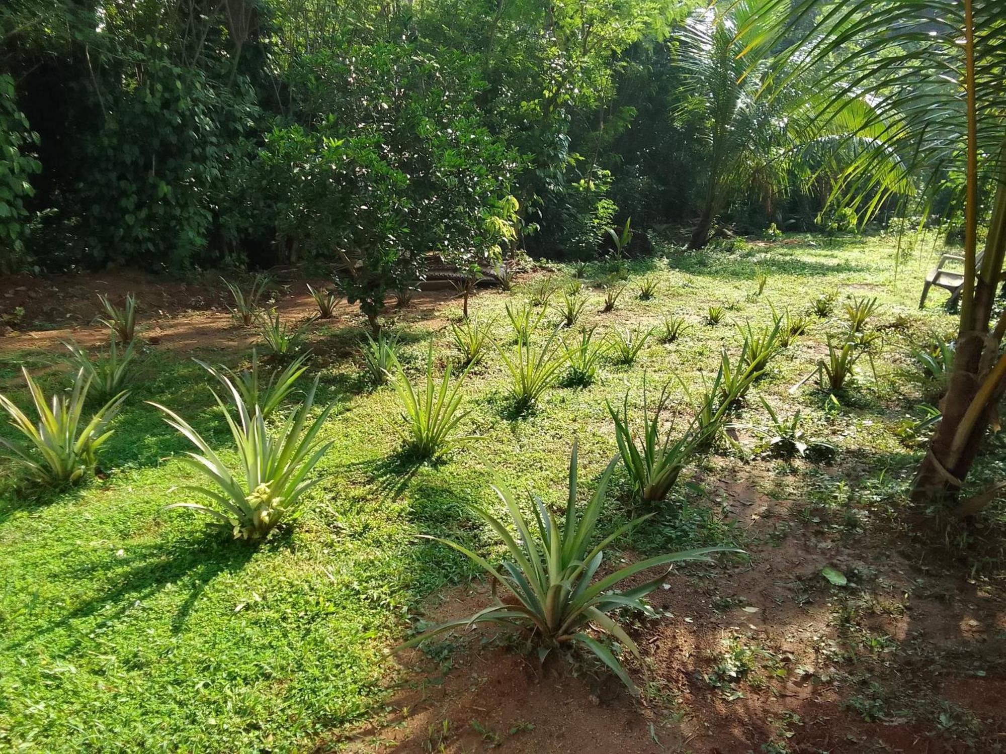 Udawalawa Safari Resort Udawalawe Dış mekan fotoğraf