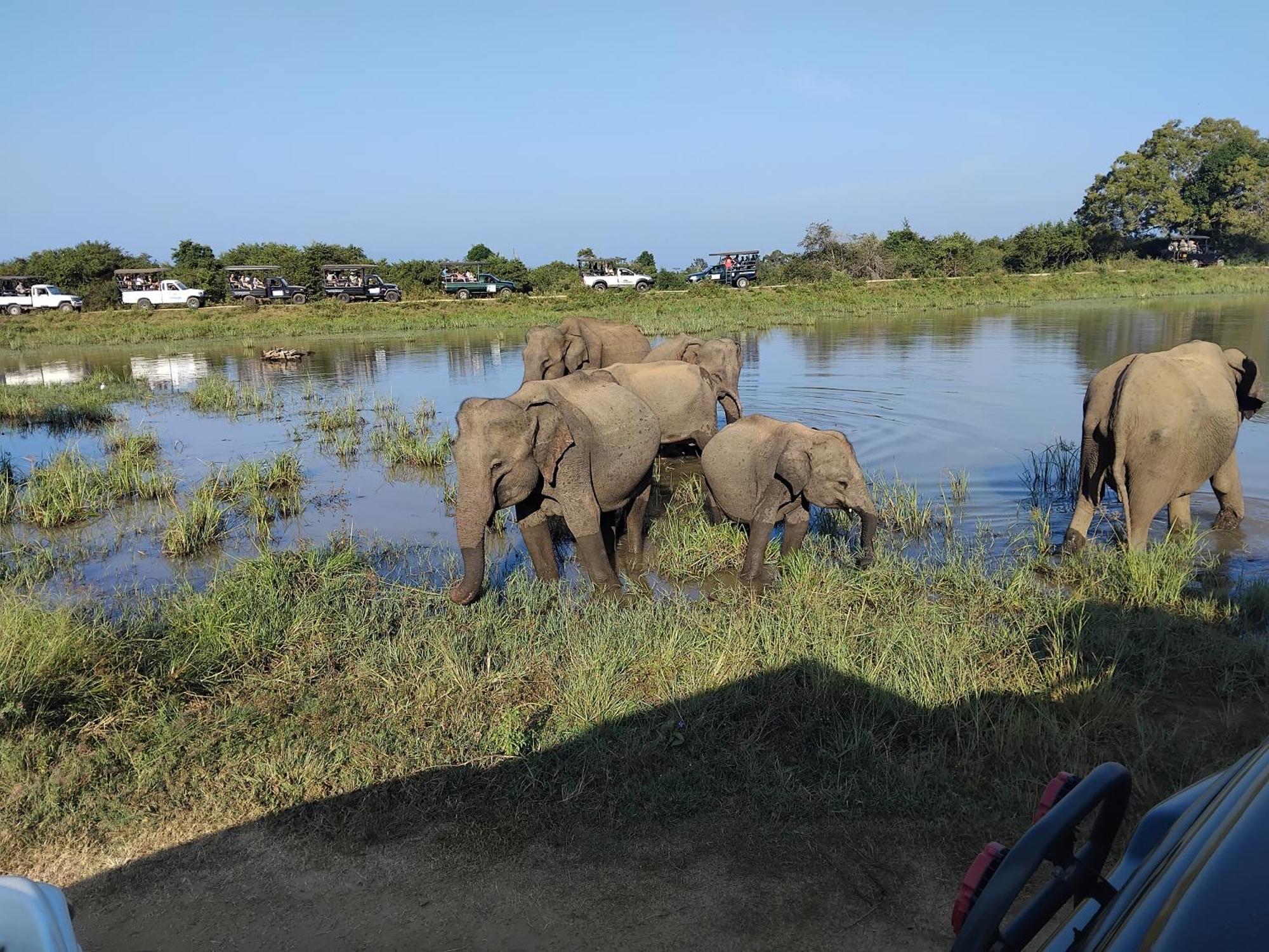 Udawalawa Safari Resort Udawalawe Dış mekan fotoğraf